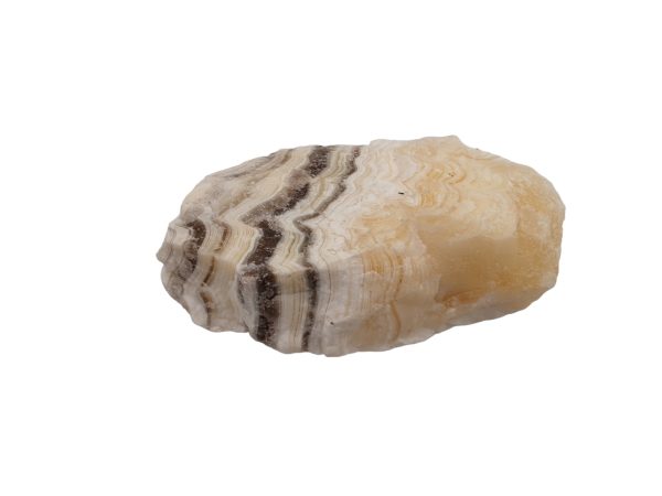 Zebra Calciet 02