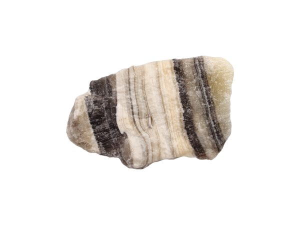 Zebra Calciet 05