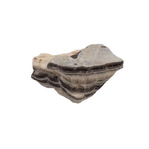 Zebra Calciet 01