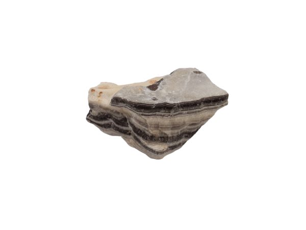 Zebra Calciet 01