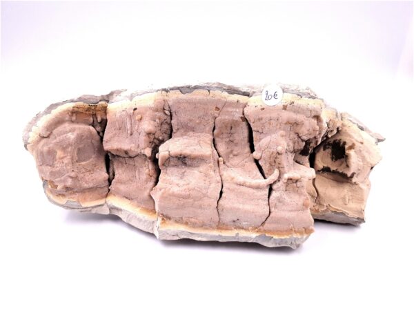 Septaria 05