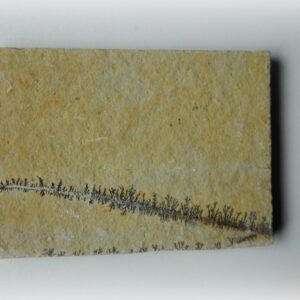 Mangaan dendriet 07