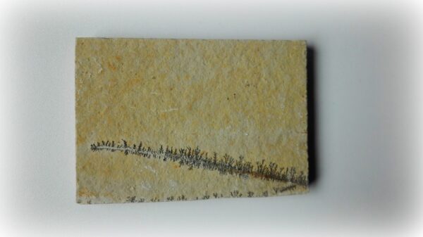 Mangaan dendriet 07