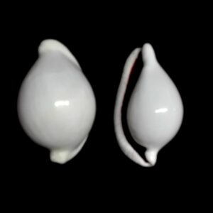 Ovula ovum