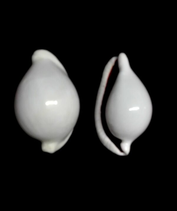 Ovula ovum