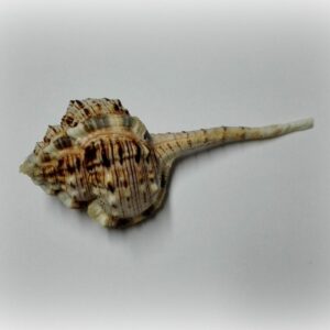 Haustellum haustellum