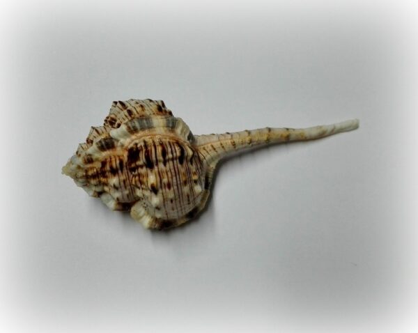Haustellum haustellum