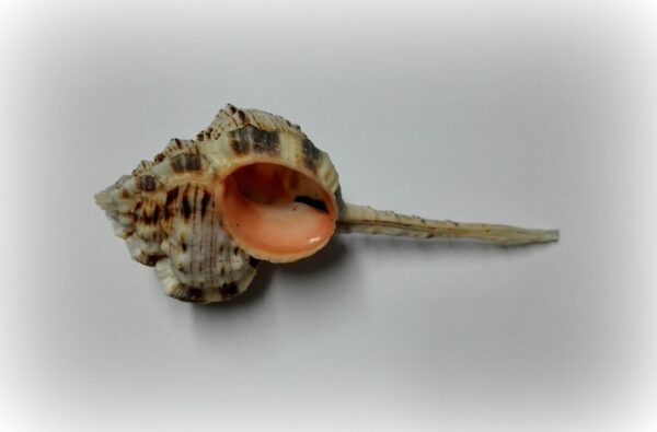 Haustellum haustellum - Afbeelding 2