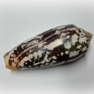 Conus striatus