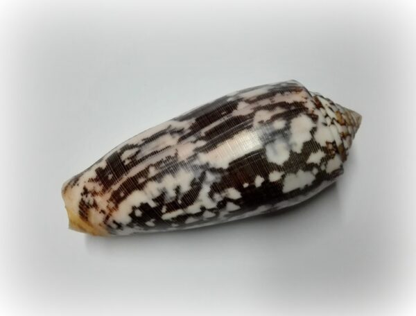Conus striatus