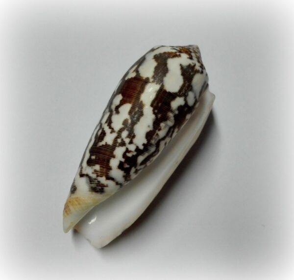 Conus striatus - Afbeelding 2