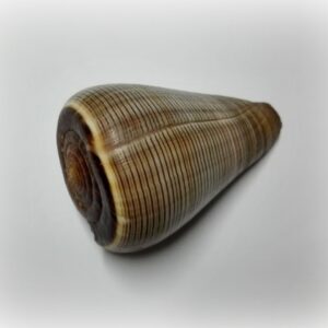 Conus figulinus