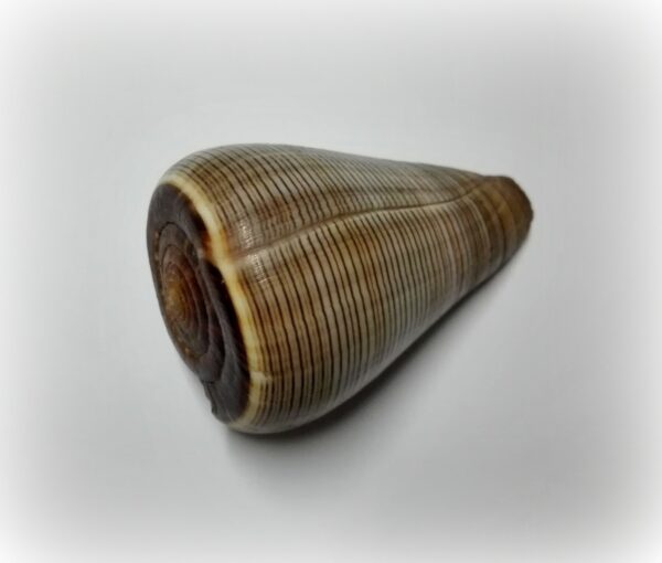 Conus figulinus