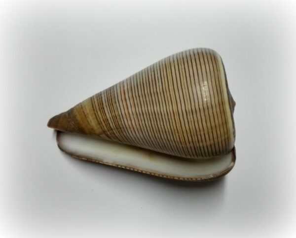 Conus figulinus - Afbeelding 2