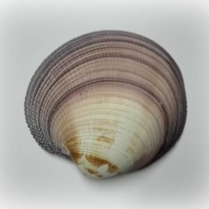 Antigona magnifica
