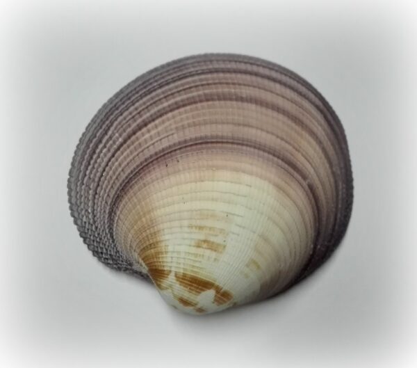 Antigona magnifica