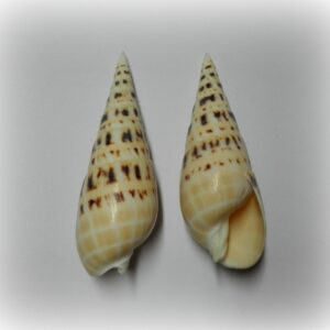 Terebra maculata