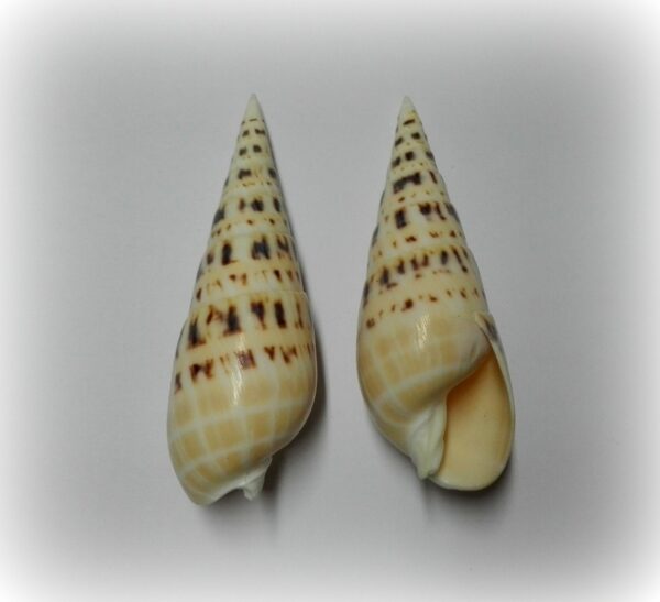 Terebra maculata