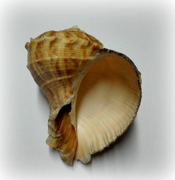 Rapana rapiformis