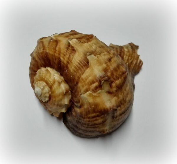 Rapana rapiformis - Afbeelding 2