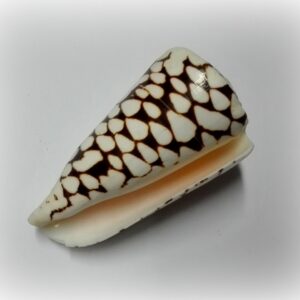 Conus marmoreus