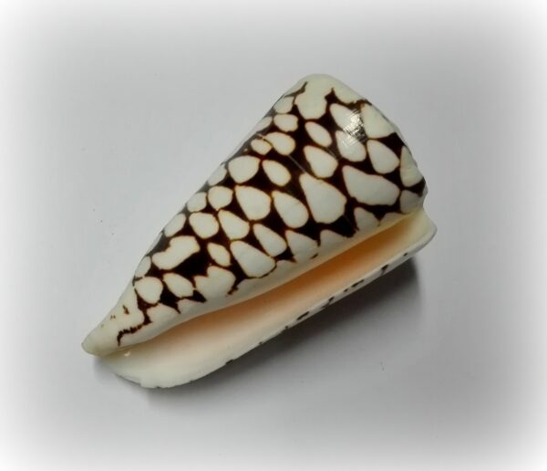 Conus marmoreus
