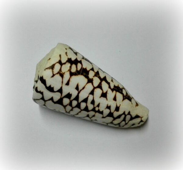 Conus marmoreus - Afbeelding 2