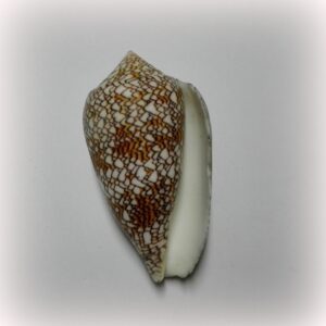 Conus textile