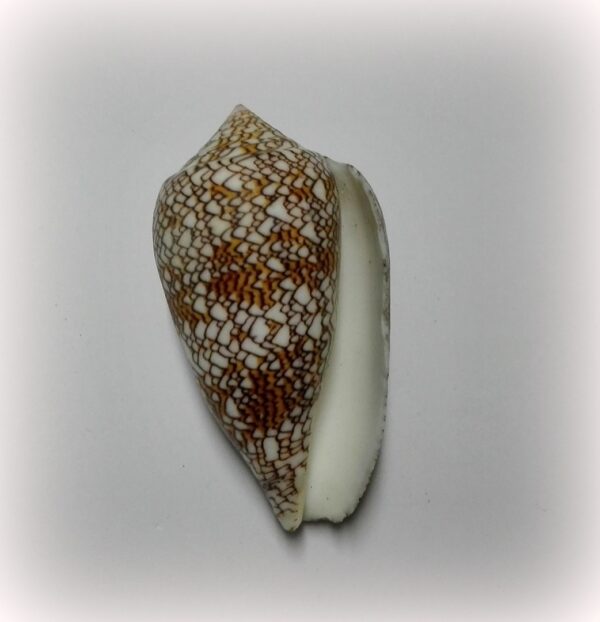 Conus textile