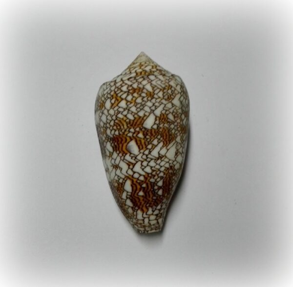 Conus textile - Afbeelding 2