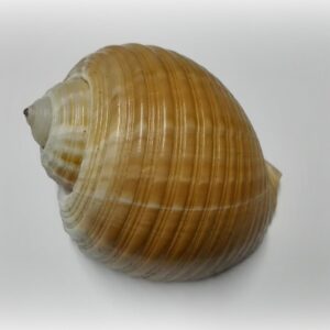 Tonna galea