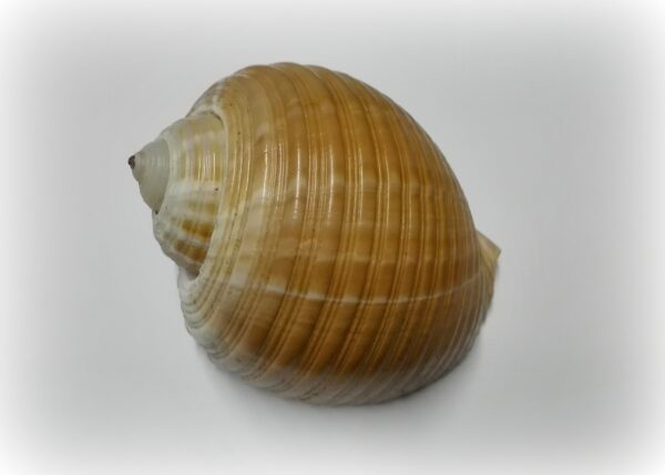 Tonna galea