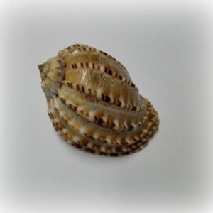 Harpa articulari