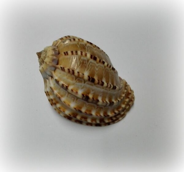 Harpa articulari