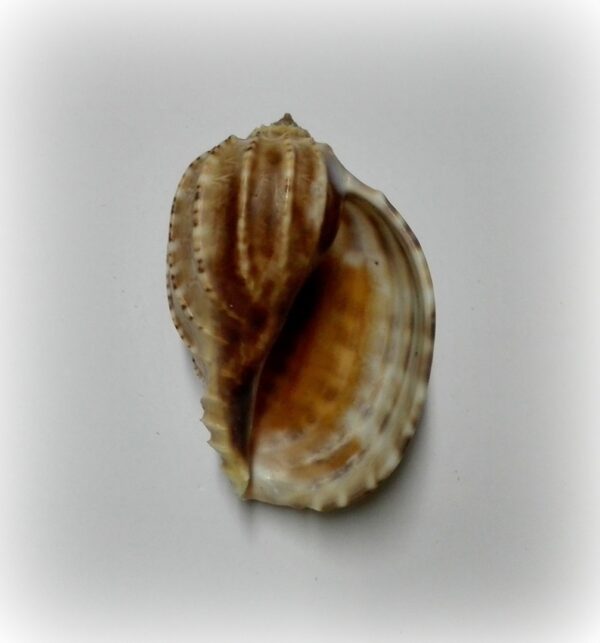 Harpa articulari - Afbeelding 2