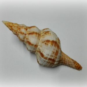 Filifusus filamentosus