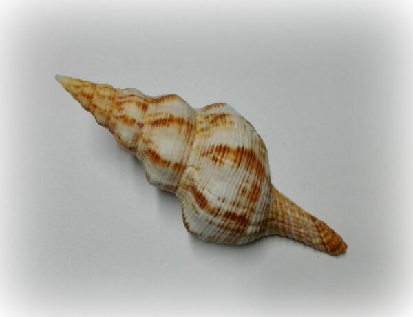 Filifusus filamentosus