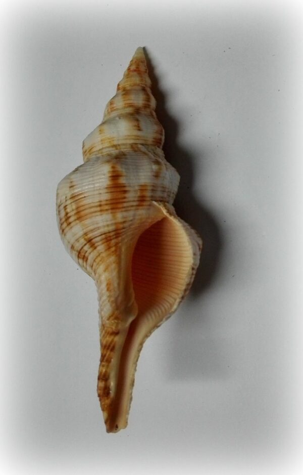 Filifusus filamentosus - Afbeelding 2