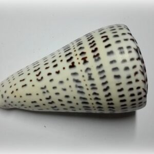 Conus leopardus