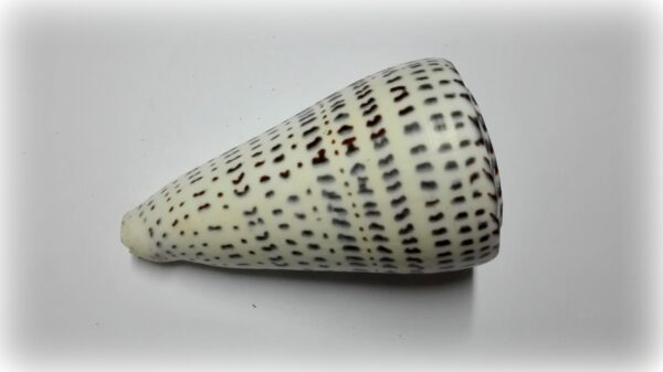 Conus leopardus