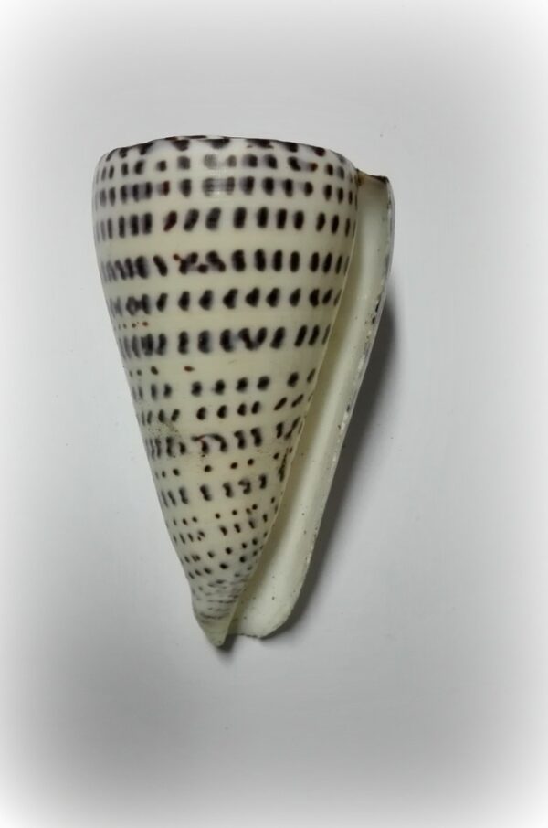 Conus leopardus - Afbeelding 2