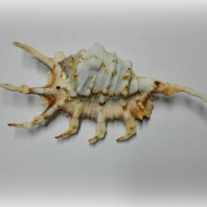 Lambis scorpius