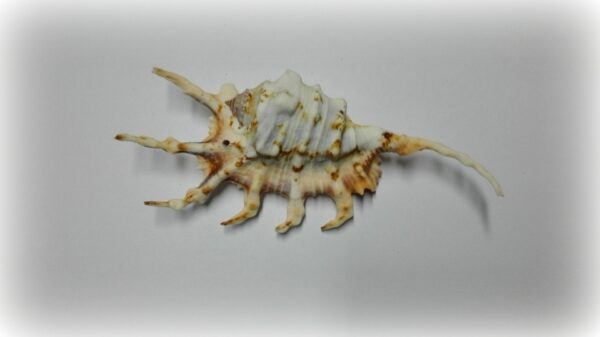 Lambis scorpius