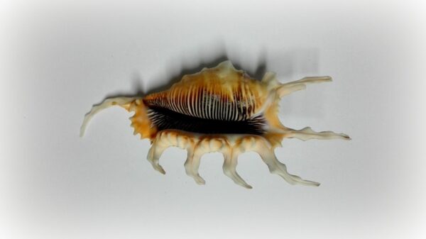 Lambis scorpius - Afbeelding 2