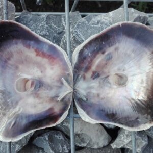 Placuna ephippium