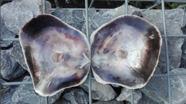 Placuna ephippium