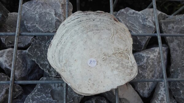 Placuna ephippium - Afbeelding 2