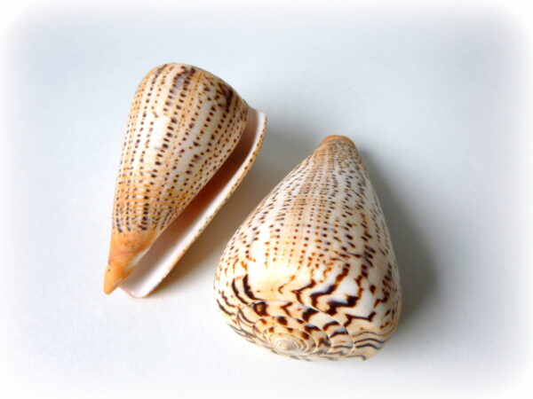 Conus Suratensis