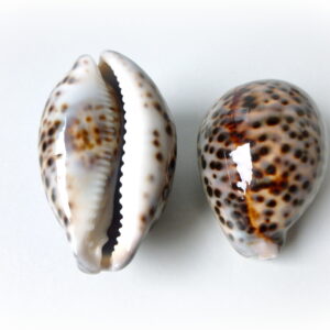 Cypraea Tegris / Tiger Cowrie