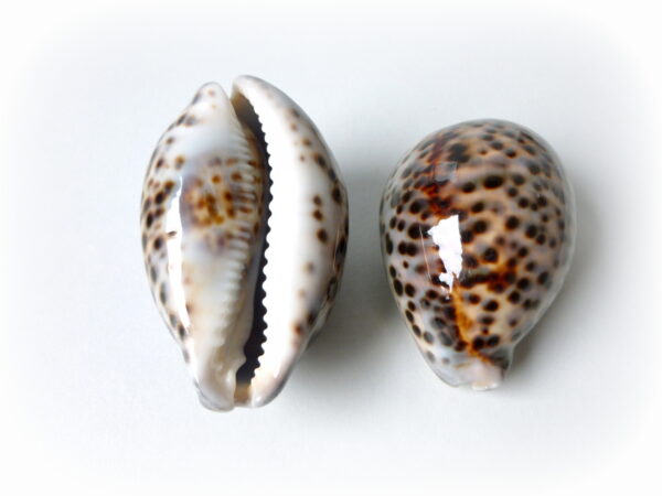 Cypraea Tegris / Tiger Cowrie